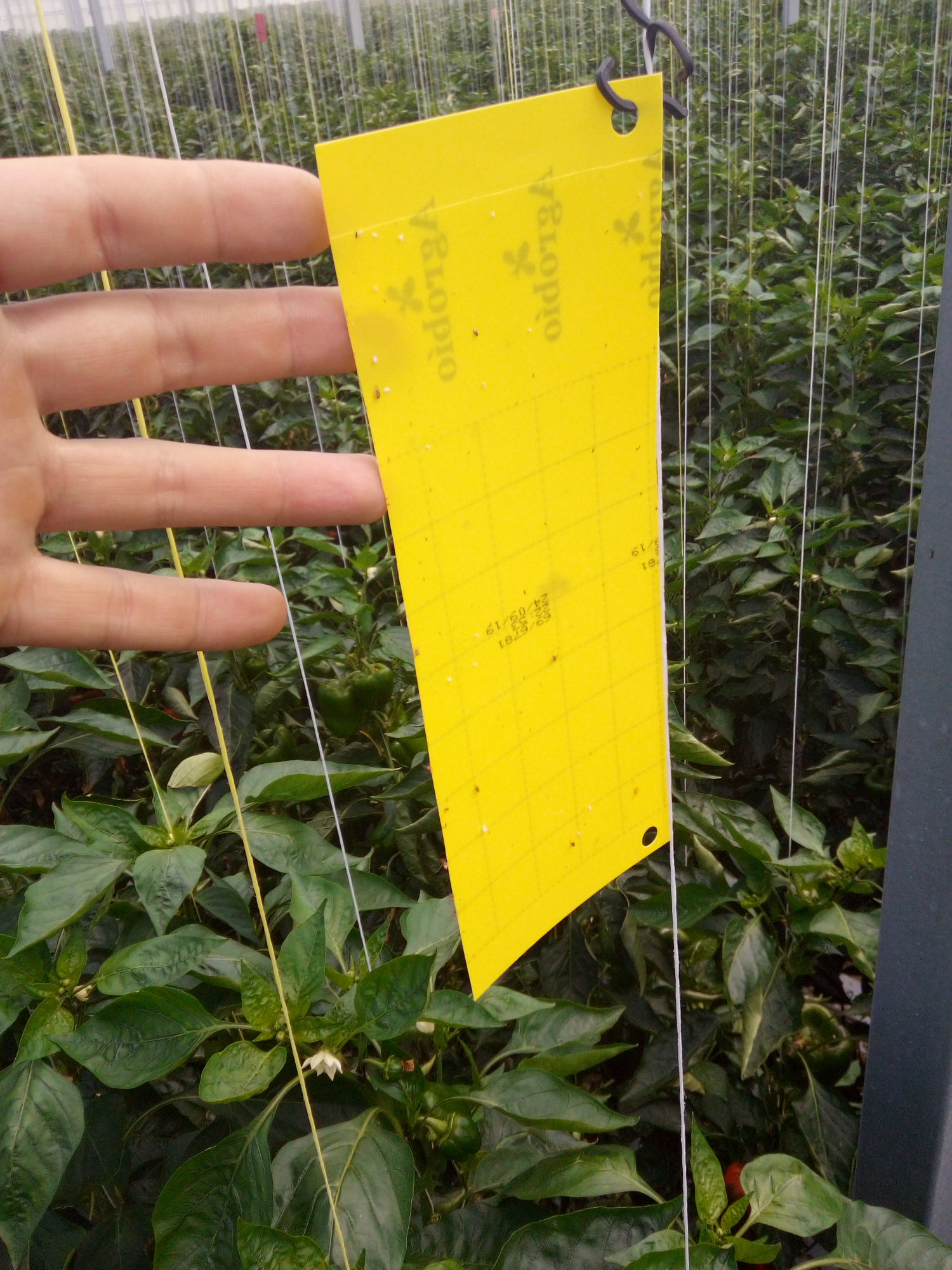 M-Force Horti Solutions - Tuinbouw project 3