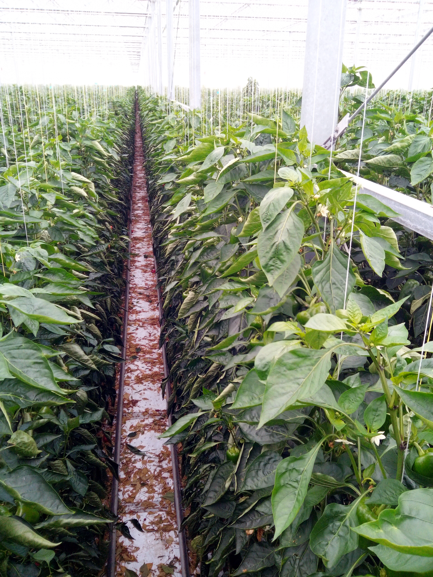 M-Force Horti Solutions - Tuinbouw project 4