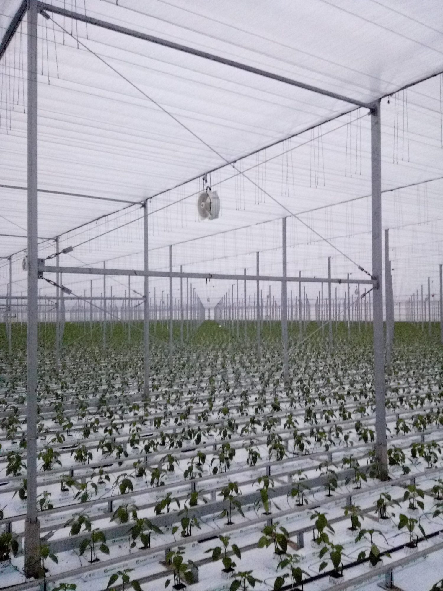 M-Force Horti Solutions - Tuinbouw project 8